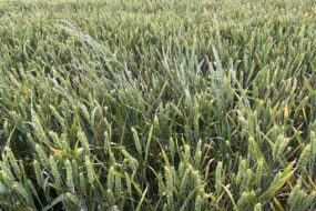 Un champ de ble avec de ray-grass
