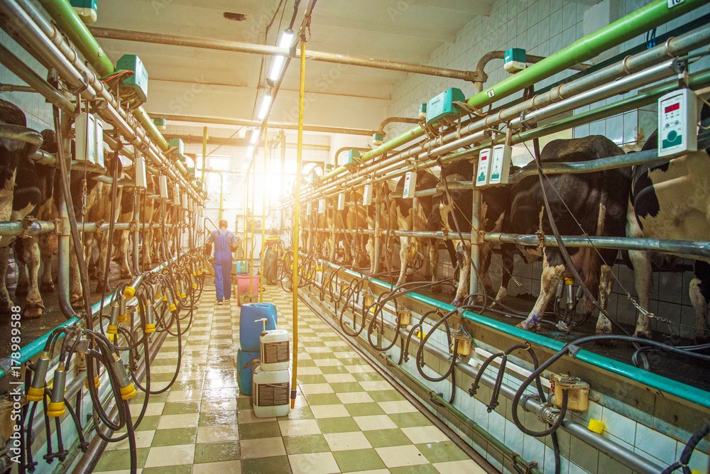 Une personne dans une salle de traite avec des vaches et un grand rayon de soleil qui entre - Illustration Beaucoup de lait par vache ne garantit pas un meilleur revenu