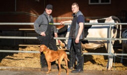 Deux agriculteurs et le chien de la ferme devant un enclos jonché de paille pour les vaches malades ou celles présentant des boiteries et des blessures.