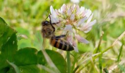 Une abeille sur une fleur de trèfle
