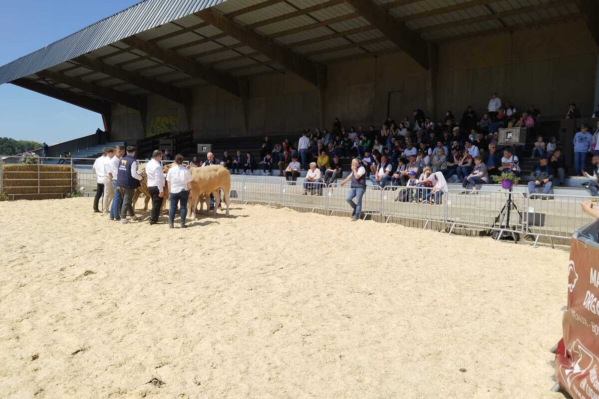 Un ring de présentation de concours bovin en extérieur avec du public dans les gradins - Illustration Salon de l&rsquo;agriculture des Côtes d&rsquo;Armor : Un rendez-vous incontournable