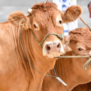 Gros plan sur les têtes de vache lors d'un concours bovin