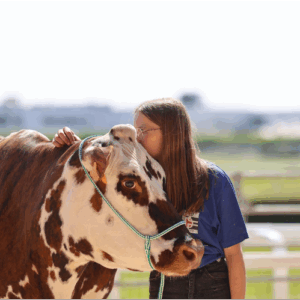 Une jeune fille embrasse une vache lors d'un concours bovin