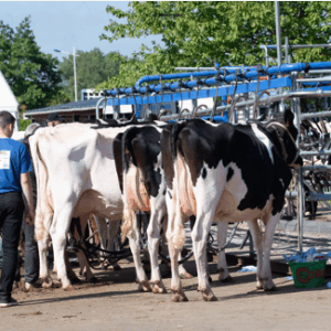 Des vaches en attente de la traite sur une aire dédiée lors d'un salon agricole