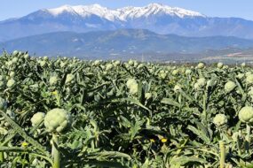 Champ dartichaut sur fond de Canigou