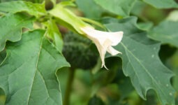 Gros plan de fleur et feuilles de datura stramoine