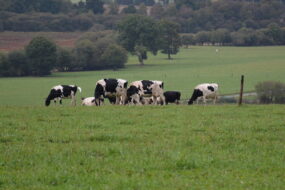vaches dans un pâturage avec du bocage