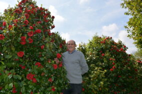 Michel Corlay parmis ses plants de camélias