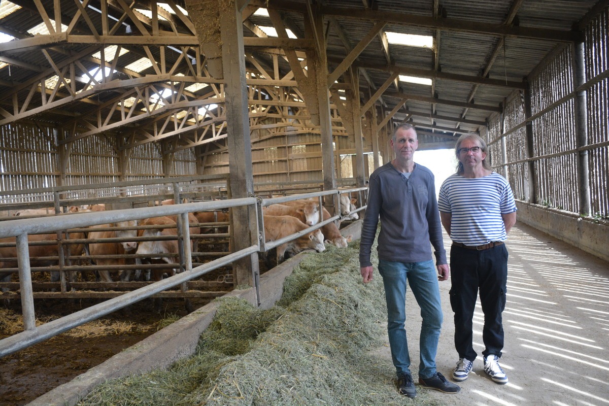 Deux hommes dans une stabulation avec des vaches allaitantes - Illustration De la luzerne pour plus d’autonomie protéique