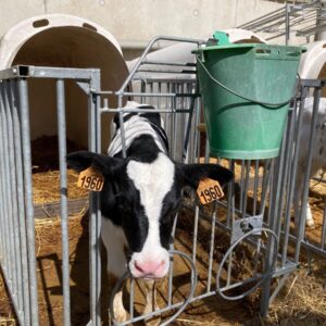veau dans une case individuelle