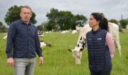 Un homme et une femme dans un champ avec des vaches