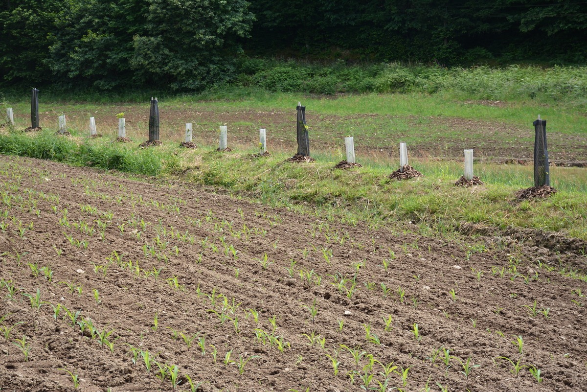 Un talus aménagé avec des plantations - Illustration Des aménagements  pour réduire la fuite des phytos