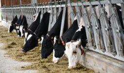 vaches au cornadis avec des colliers de détection