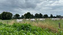 Des vaches dans une prairie en arrière plan d'un champ de maïs