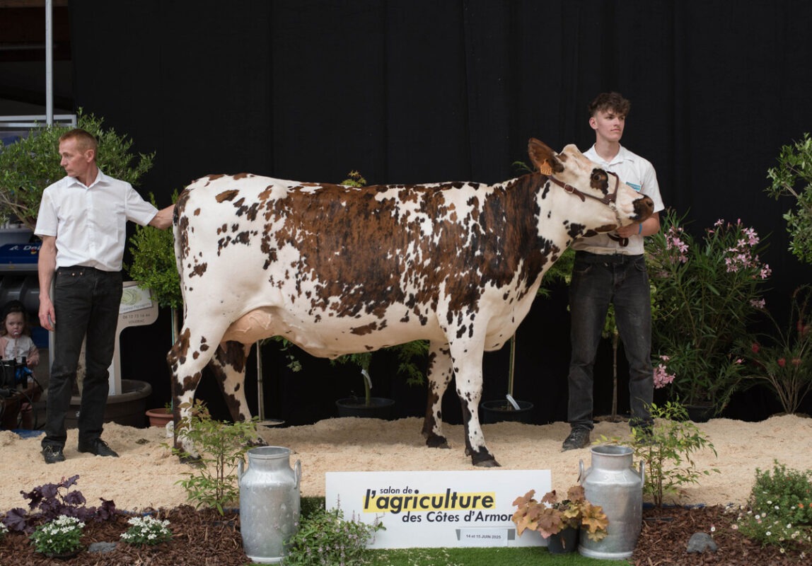 Tennessee (Paimpont x Feed), à la SCEA Le Marchand à Saint-Caradec (22), premier prix de section chez les primipares. 
