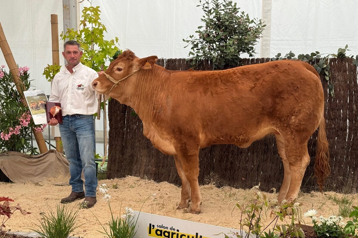 Une génisse de race Limousine et son présentateur lors d'un concours de bovins - Illustration Valence n&rsquo;attend point le nombre des années