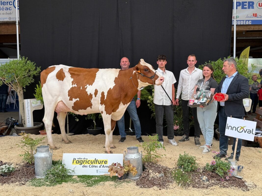 Une vache de Pie rouge accompagnée de personnes dans un concours de bovins