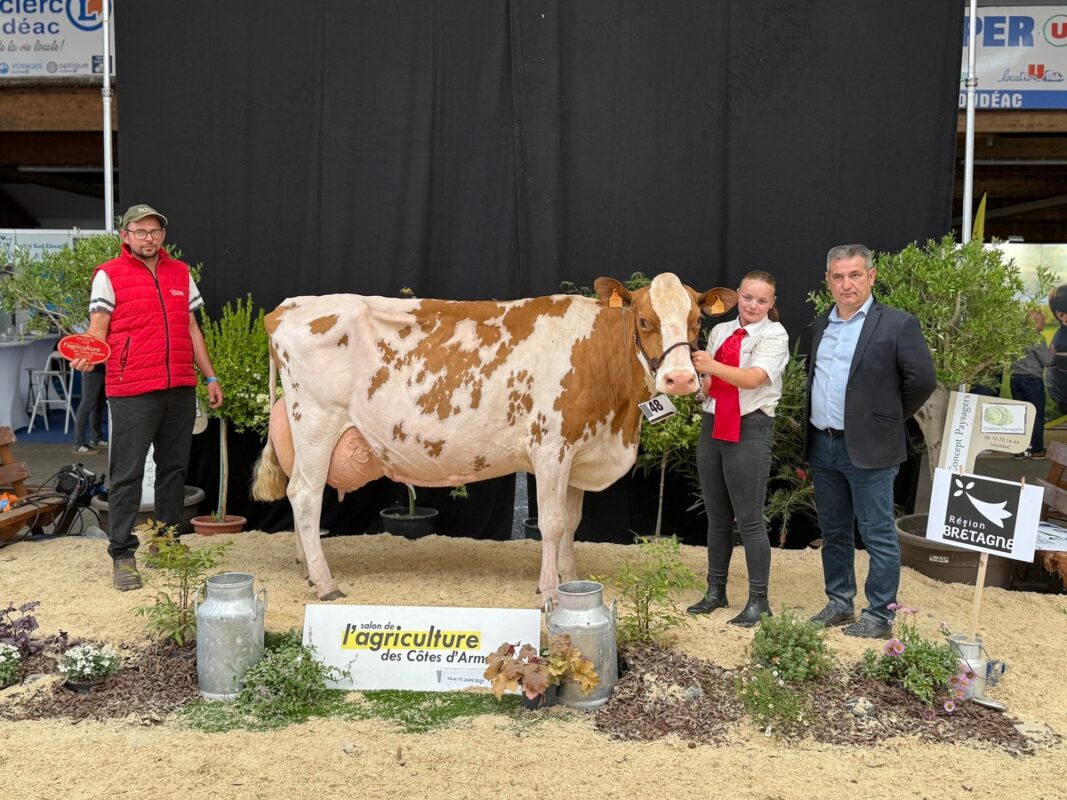 Lina (Harlekin x Lirio), au Gaec Carimalo CM à Cléguérec (56), en 8e lactation, réserve de championnat adulte et grande laitière. 