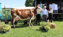 Trois personnes posent avec une vache lors d'un concours bovin
