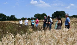 Des personnes dans un champ de céréales et féverole