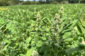 Fleur de quinoa