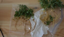 racines de pois