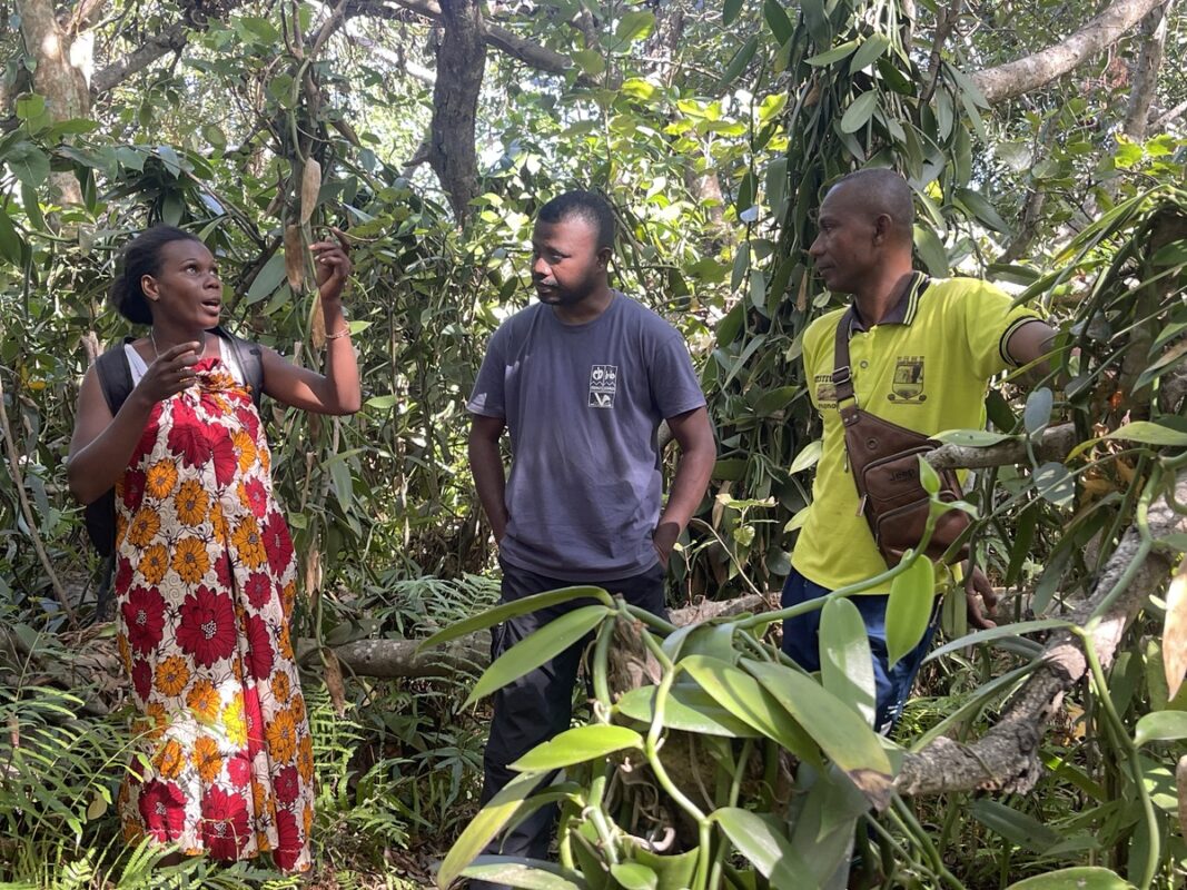 Culture de vanille à l'ombre de la forêt.