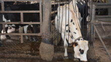 Une vache sort de la salle de traite
