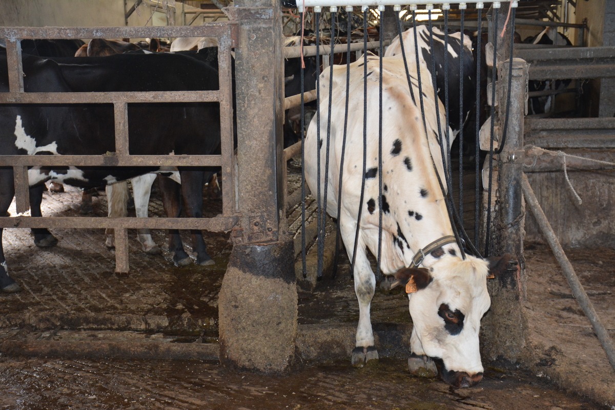Une vache sort de la salle de traite - Illustration Le rideau qui éloigne  les mouches