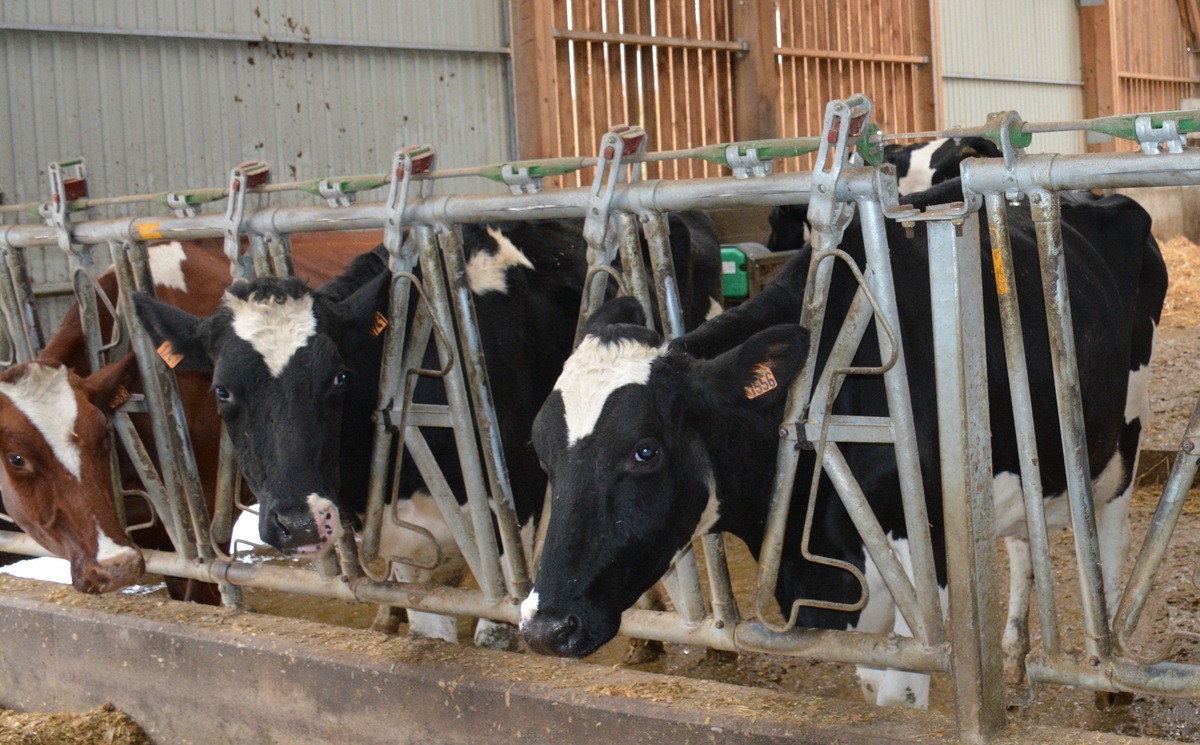 Des vaches prim'holstein au cornadis - Illustration Production en hausse  dans les grands pays exportateurs