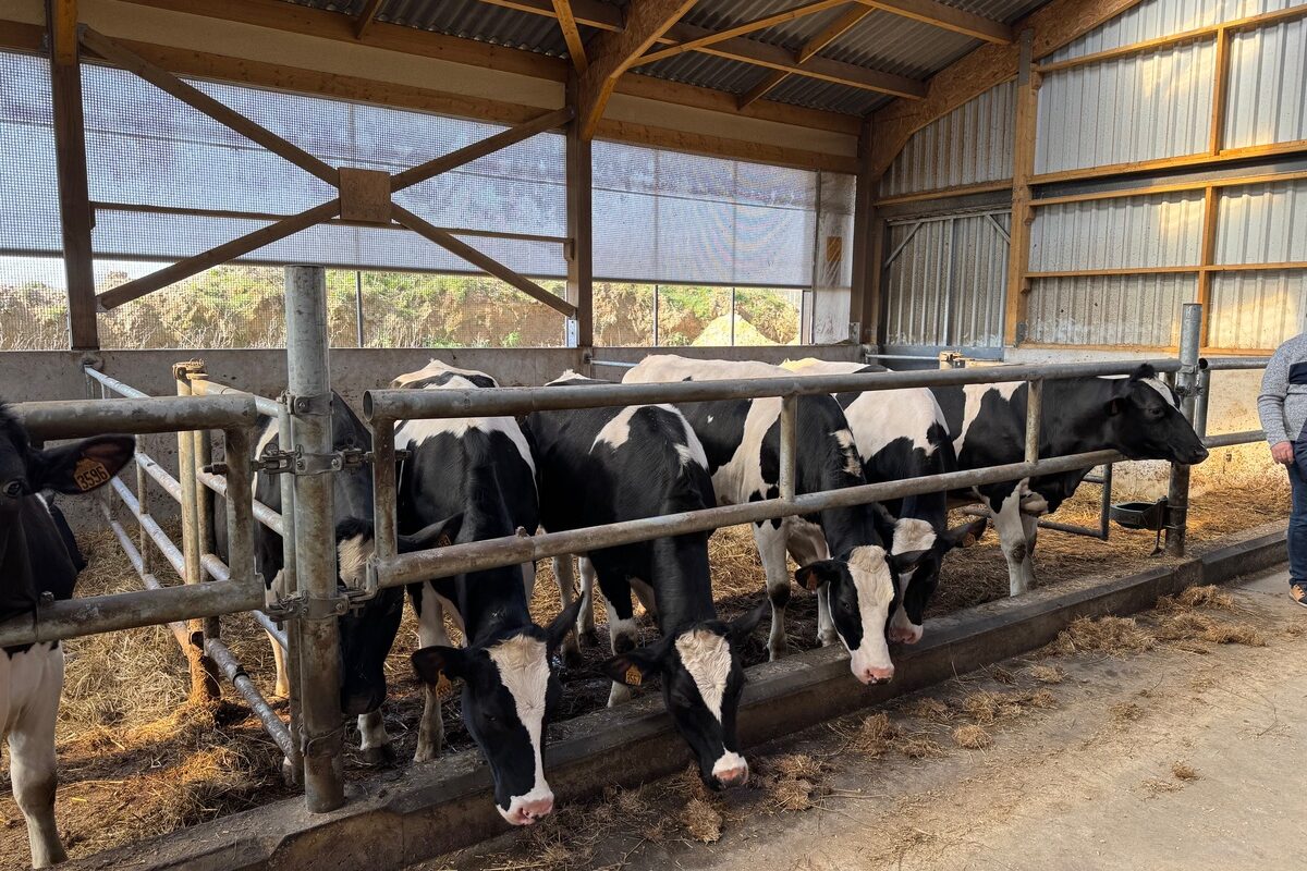 Des génisses de race Holstein dans un bâtiment - Illustration Commerce des bovins à l’export : Des animaux laitiers mieux valorisés 