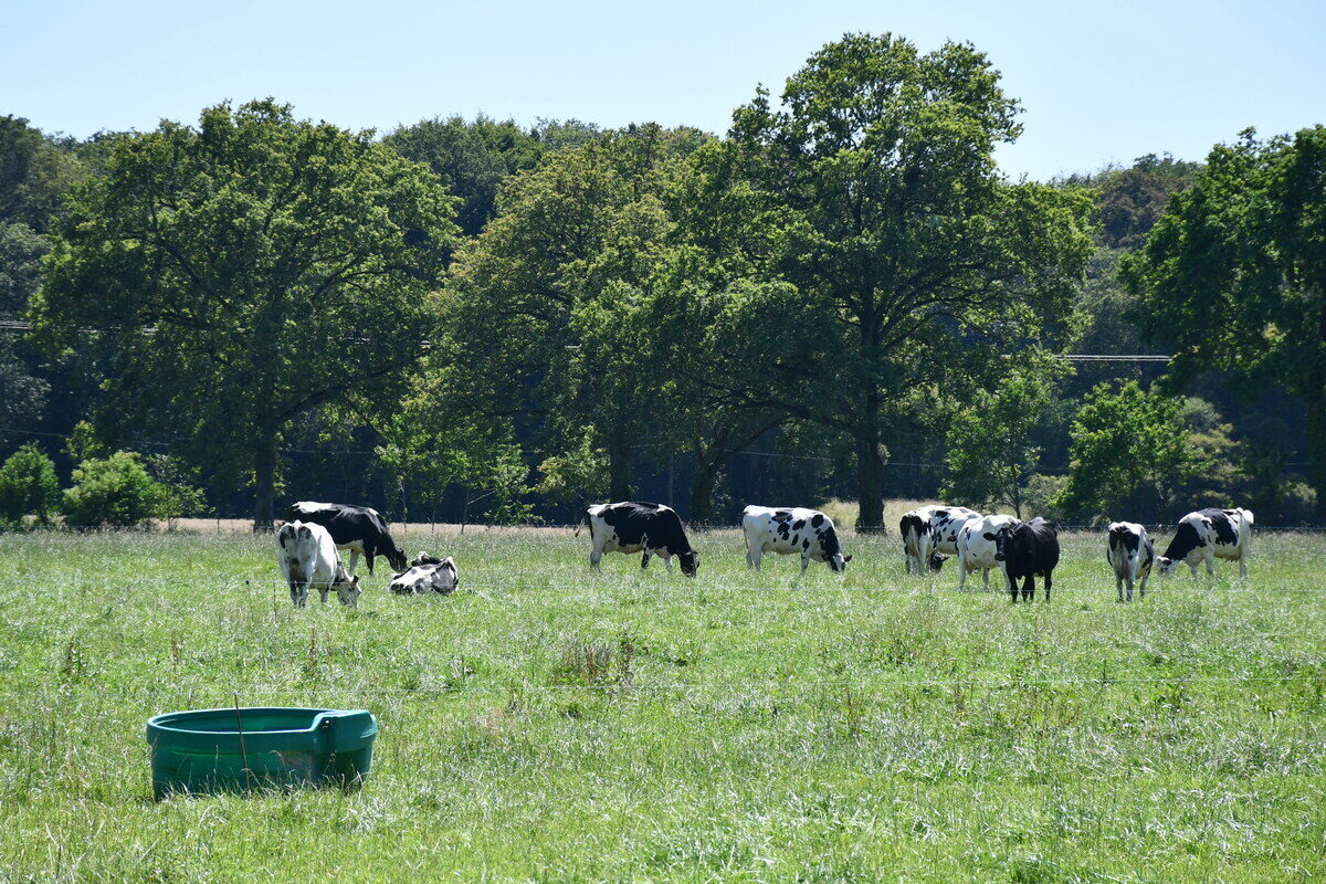 vaches au pâturage - Illustration Vitré communauté  se projette sur l&rsquo;avenir