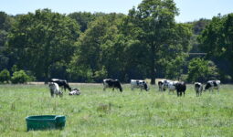 vaches au pâturage