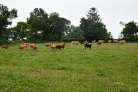 vaches dans une prairie
