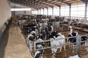 Des cases de génisses Holstein dans un bâtiment