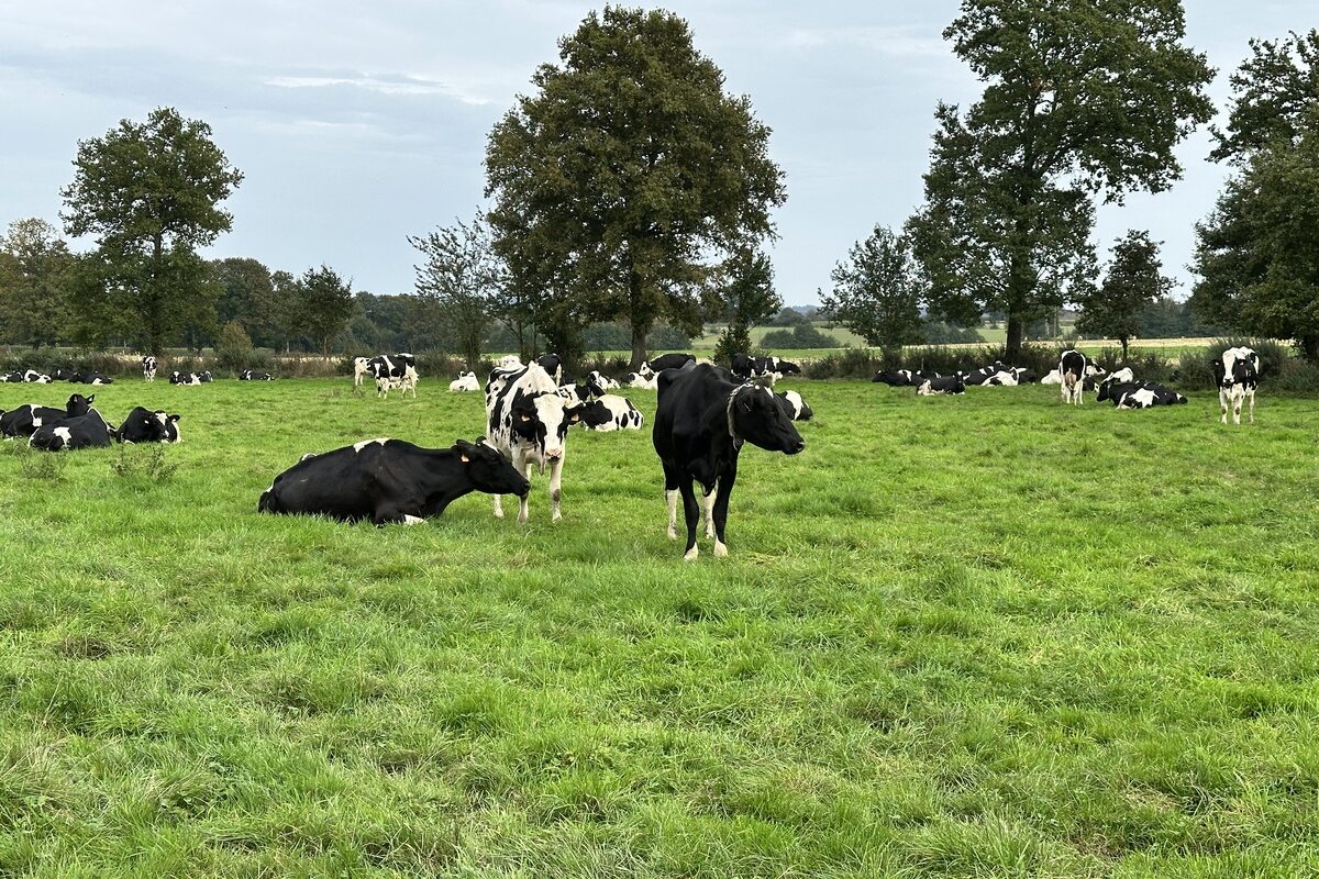 AJ_pâturage_prim holstein_herbe_prairie_vache.jpg - Illustration La CR dénonce l&rsquo;abattage systématique