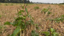 rumex dans parcelle de céréale