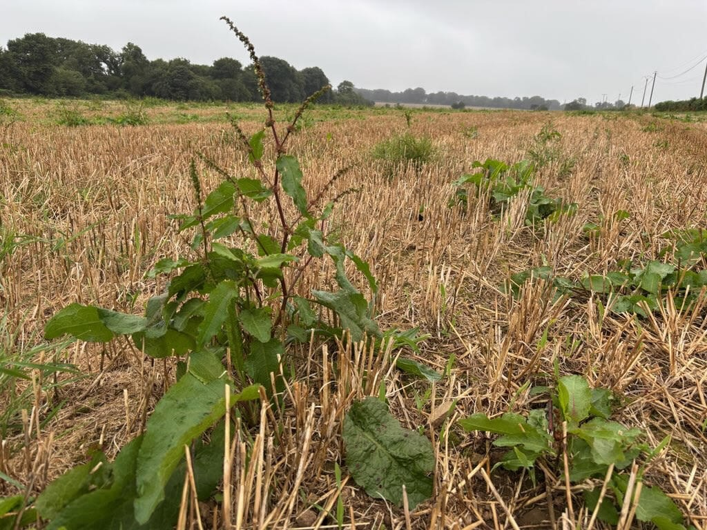 rumex dans parcelle de céréale - Illustration Épuiser les vivaces durant l’interculture