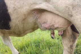 Les tryons abîmés d'une vache atteinte de la FCO