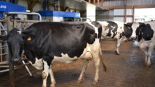 Des vache devant un robot de traite