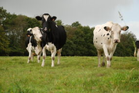 vaches laitières à l'herbe à la fin de l'été