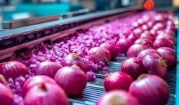 Une chaine de production industrielle d'oignon rouge