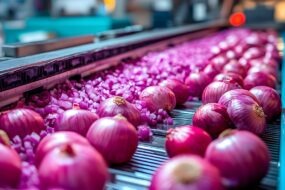 Une chaine de production industrielle d'oignon rouge