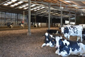 Vaches sur litière bois