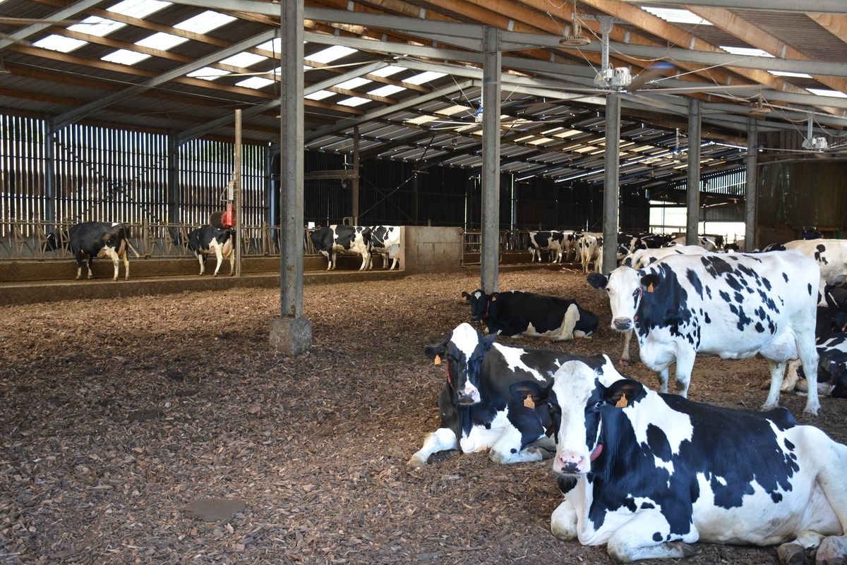 Vaches sur litière bois - Illustration À l’aise sur les plaquettes de bois