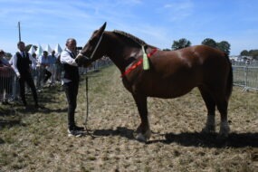 cheval breton avec une personne