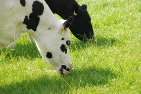 Deux vaches en train de manger de l'herbe