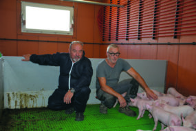 Éric Rochefort et Marcel Denis avec des porcelets