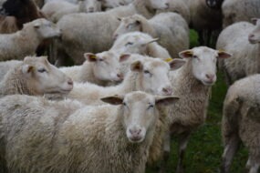 Un troupeau de mouton