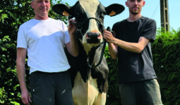 Deux hommes et une vache de race Holstein